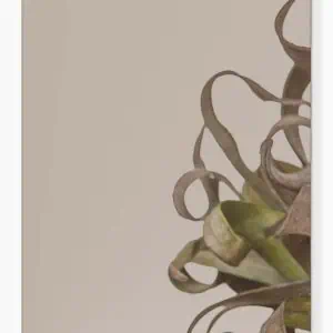 Matglas Brons getint