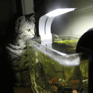 AQUARIUM GLAS OP MAAT