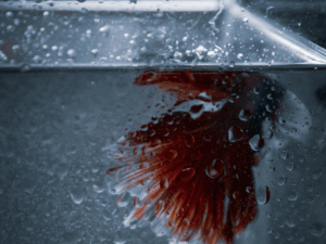 EXTRA HELDER AQUARIUMGLAS OP MAAT