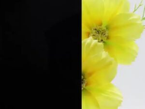 Absolute Black glas - 33.1 gelaagd met "absolute black" folie (6,38 mm)