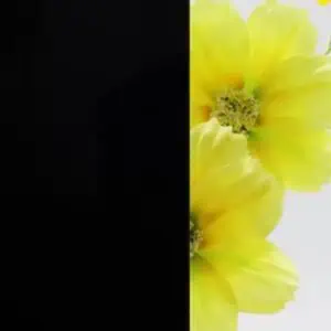 Absolute Black glas - 33.1 gelaagd met "absolute black" folie (6,38 mm)