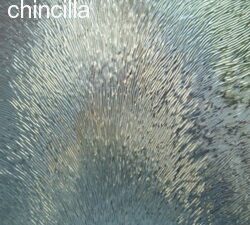 Gehard Chinchilla glas op maat – Veiligheidsglas