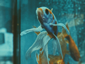 FLOATGLAS VOOR AQUARIUM OP MAAT