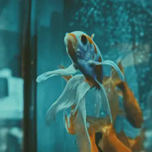 FLOATGLAS VOOR AQUARIUM OP MAAT