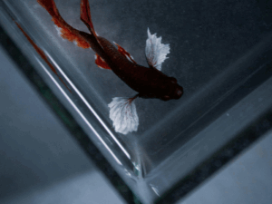 GEHARD AQUARIUM GLAS OP MAAT