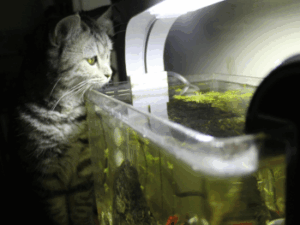 AQUARIUM GLAS OP MAAT